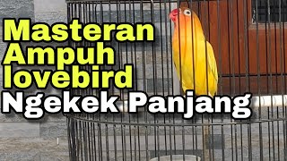 Download lagu Masteran lovebird ngekek panjang jeda rapat mp3