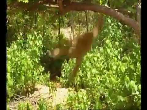 Incrivel Mundo Animal (Comédia Pura)