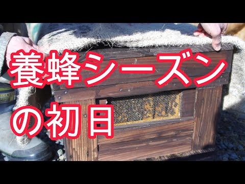 経済学科 晴蜂雨読⑳／養蜂シーズンの初日--越冬明け作業の様子 (2024年3月)／山崎亮一／日英字幕付き／First day of beekeeping season (March 2024)／Eng sub