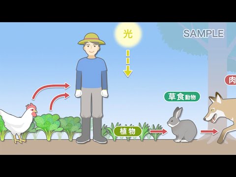 オトフェイドメニ科について詳しく解説