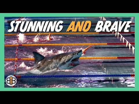 Brave Great White Shark Allowed To Compete In Women's 500 Freestyle