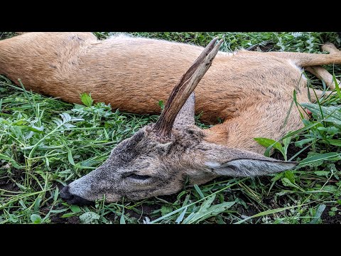 Der alte Spiesser vom Tal - 2 Rehböcke erlegt in OF Olsztyn / Masuren