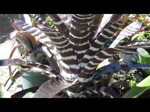 download lagu mp3 mp4 Aechmea Chantinii Care, download lagu Aechmea Chantinii Care gratis, unduh video klip Aechmea Chantinii Care