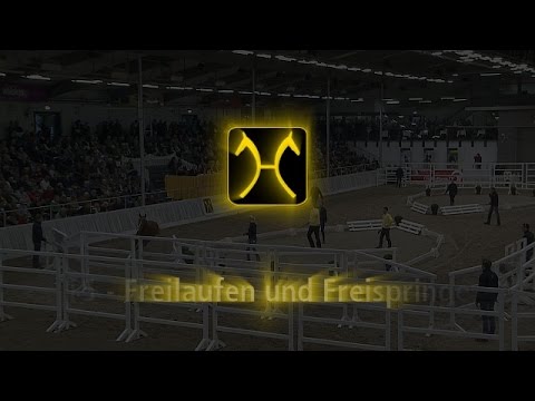Hannoveraner Hengstkörung 2015 - Freilaufen und Freispringen