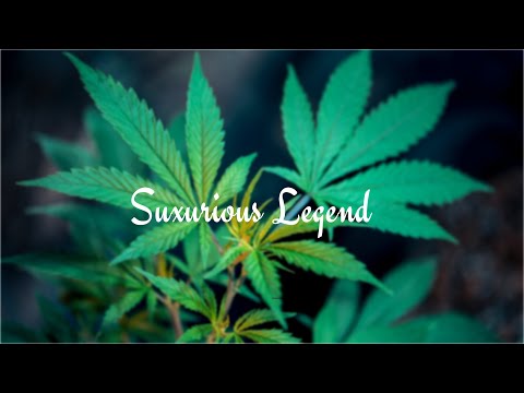 Feelin Sicarios X Kiddpsychedelic covered by Shimmy V