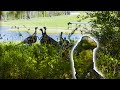 5 GOBBLERS At 5 YARDS Crazy Encounter
