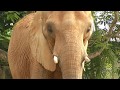 Zoocademy African Elephants Zoo Miami