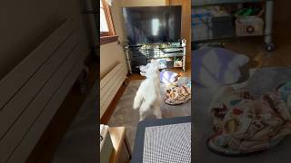騒音トラブルの犬 #マルチーズカトちゃん #犬のいる暮らし