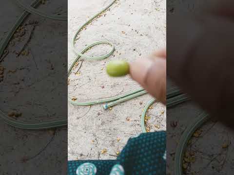 nijam xhedu chedu ayyinaaaa cheppaaa cheppaaa kaanee vinaledu em cheddaaam siggu sharamu neethee lev