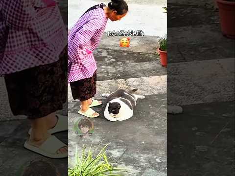 🐱 Gatto panzone (PARTE 14)