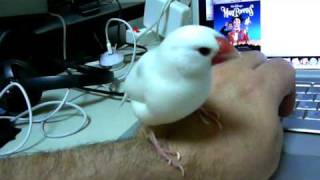 Hao-chan accompanies Julie Andrews in &quot;Feed the Birds&quot;