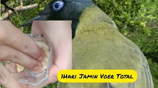 Download lagu Cara Melatih Burung Percang Makan Voer - 2 Hari langsung Voer total#Percang#masteranpercang#percang mp3