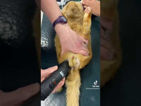 Prepping for a cat neuter #cat #shorts