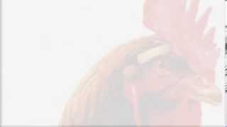 Gaelic Storm: One More Day Above The Roses- Lyrics Video