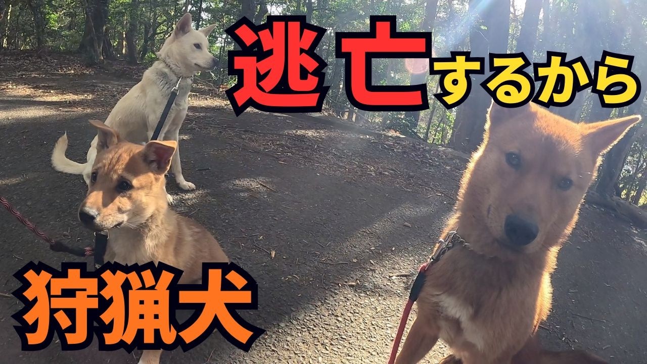 東京に逃亡する前に猟犬たちを散歩！