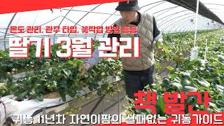 3월 딸기 관리 방법! 온도 관리! 관주 타임 시작과 마지막! 꽃작업 등등