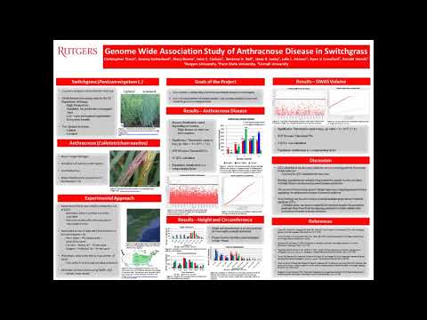 Genome wide association study of anthracnose disease in switchgrass