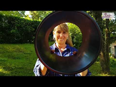 Rambler an Bäume pflanzen für tollen Herbstschmuck und eine lange Blüte im Sommer