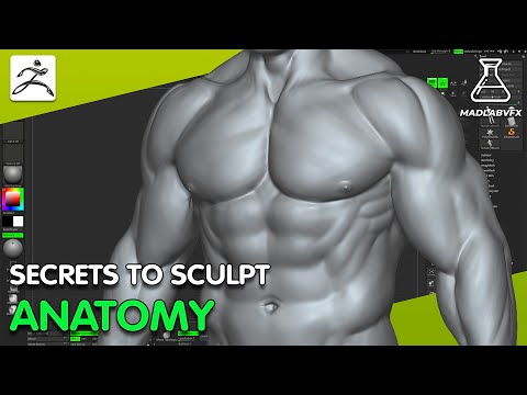 Anatomy Sculpting in ZBrush – From Base to Detail