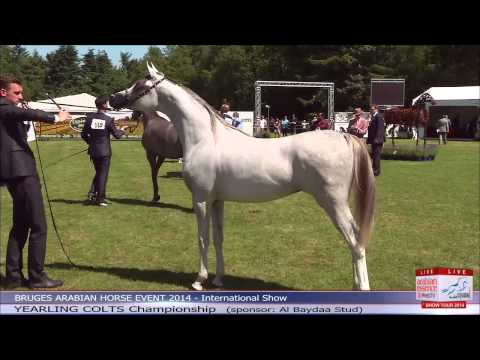 Bruges - International Show - Yearling Colts Championship