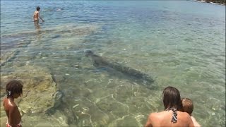 preview picture of video 'Sredozemna medvjedica - Plaža Stoja, Pula | Mediterranean Monk Seal - Stoja beach Pula, Croatia'
