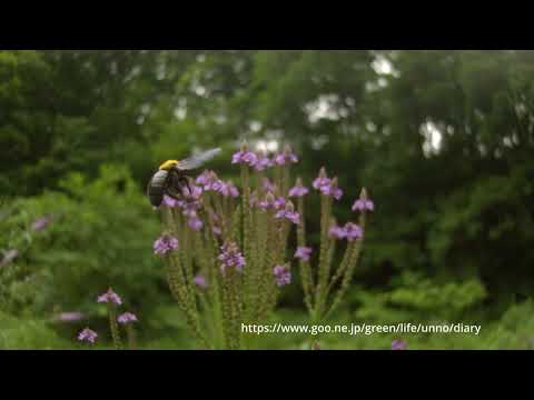 クマバチの飛翔