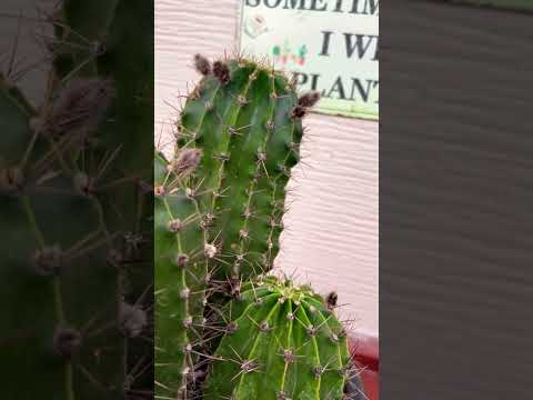 屋外のサボテン園を段階的に作るにはどうすればよいですか？そして、鍋に1つ？  庭園