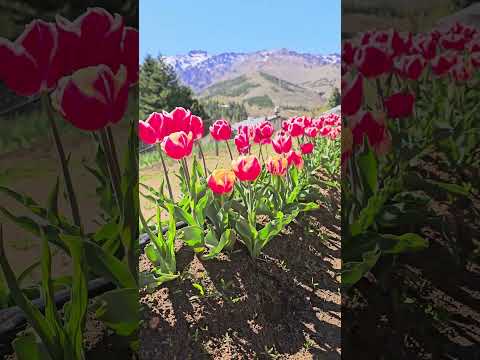 Huinganco Temporada 2025 de Tulipanes Variedad: Leen van der mark