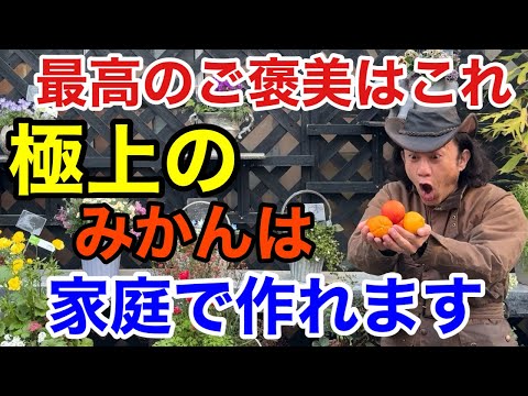【これなら育てたい！】家で果樹を育てるなら今「みかん」はいいぞ　　　　　【園芸】【ガーデニング】【育て方】