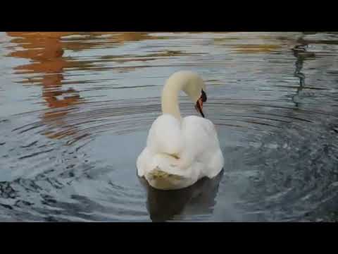 THE NATURE | SUDU HANSAYA | WHITE SWAN