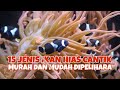 Ikan Hias Air Laut Muka Garis Biru