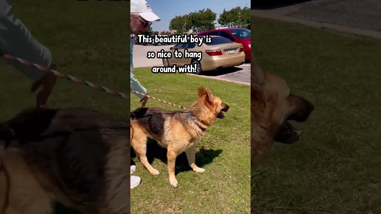 Ricky, a Adoptable German Shepherd Dog in Denison, TX video 6/6