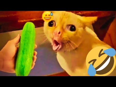 You Laugh You Lose 😹|Funniest Cats & Dogs 2025 😻