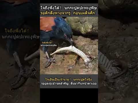 ใจถึงพึ่งได้! นกกะปูดปะทะงูพิษ รอดักดึงหางจากรู ก่อนเผด็จศึก