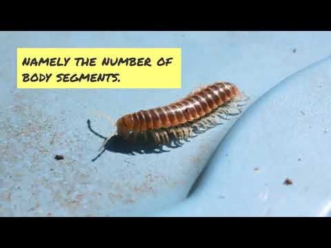 Can Cats Eat Centipedes? (Are they Poisonous/Dangerous to cats or us?)