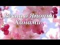 Весна в Японии.Spring in Japan Весенние цветы. 