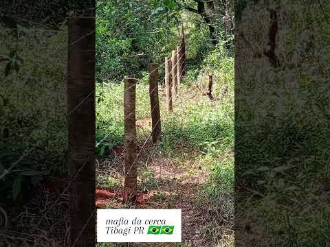 fazenda guartela tibagi PR 🇧🇷🇧🇷🇧🇷🇧🇷🇧🇷
