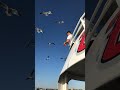 Man Fed Seagull Cheetos From Mouth