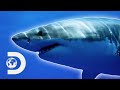 SCARIEST Great White Shark Encounters L Shark Week