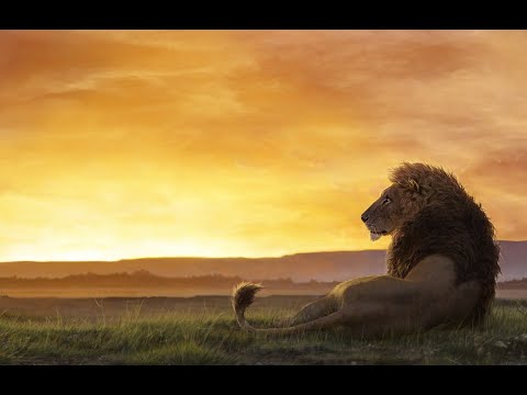 Lion Pride Documentary - Africa's most Fearsome Hunters | Wild Planet HD