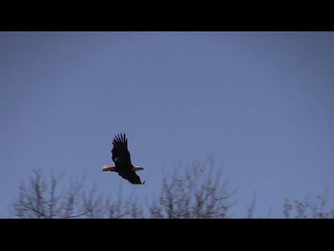 Bald Eagle chases Hawk