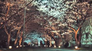 preview picture of video '桜トンネルと神社 千葉稲毛 Cherry blossom in japan 4K'