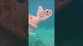 Cruise Excursion Shorts - Swimming with Sea Turtles on Curacao Swimming with Sea Turtles Excursion