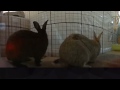 Gus And Oswald 360 Video