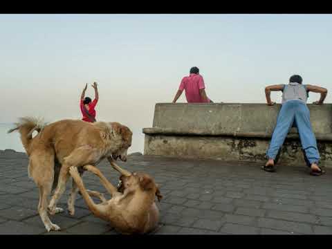 Igor Yuriev - Mad dogs