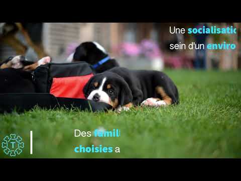 TIPAW | La Ferme Tagël | Elevage de Grand Bouvier Suisse