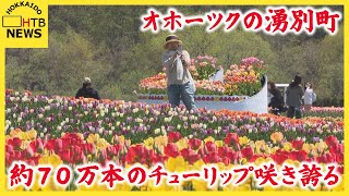 オホーツクの湧別町　およそ７０万本のチューリップが見頃　「ゆうべつチューリップフェア」を開催