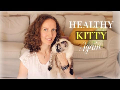 Home Remedy for Cystitis in Cats | Treat UTI in Cats with Apple Cider Vinegar