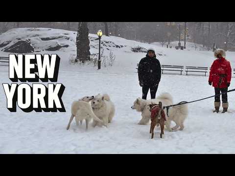 Heavy Snow in Central Park: NYC Snow Day (Dogs & Sleds) | 4K Walking Tour