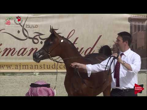 N 366 D MEZYAN   UAE Nationals 2019